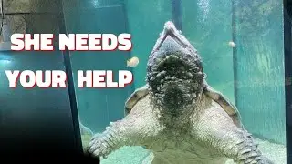 Behind Glass: The Life of a Captive Turtle