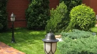Хвойные в ландшафтном дизайне