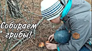 Собираем грибы! Ковалевский (Андреевский) лес.