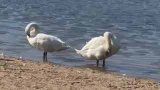 Зачем ЛЕБЕДЯМ длинная шея?