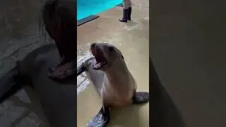 California sea lion vocals