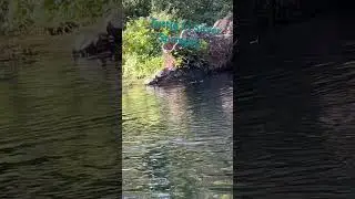 Silver spring turtles! 
