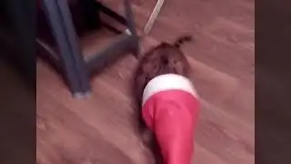 Восходящая звезда смеха!!!!!