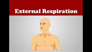 Breathing or External Respiration explained with Experiment