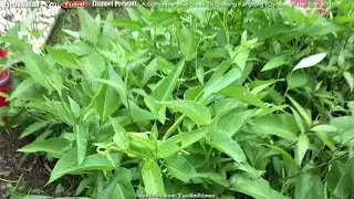 Kangkung (Chinese Water Spinach): Aiman's Guide To Growing Tropical Vegetables In Colder Climate