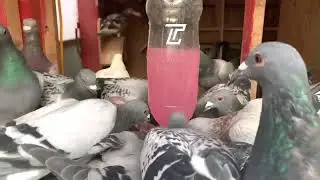 THIRSTY PIGEON | RACING PIGEON #racingpigeon #kabootar #kalapatids #pigeonracing #thirsty