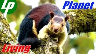 Ratufa - giant squirrel (Sri Lanka)