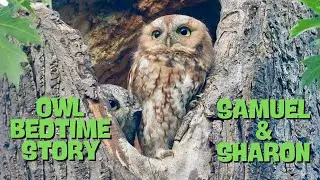 OWL BEDTIME STORY ~ Samuel & Sharon