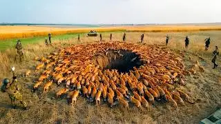 300 000 000 жертв в год: Шокирующая правда о лисах-убийцах!