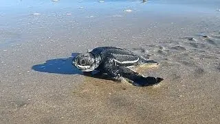 Leatherback Hatchling Crawls To The Ocean!