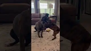Carlos against his big sister 