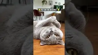 CAT TRAINING | HOW TO TRAIN YOUR CAT | CAT VIDEOS | HONEST CAT | MEOWMEOW | #shorts