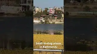 Wetland bird photography in Kathmandu | Nagdah bird photography
