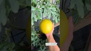 Indoor Watermelon Growth Update