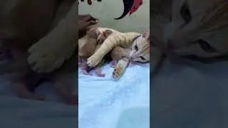 Amma ❤️ #cat #pets #viral #trending #trendingshorts #love #viralshorts #shorts #video #mom #life