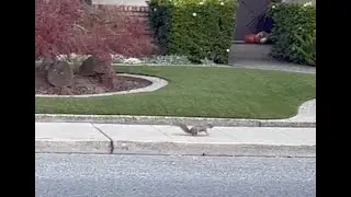 Squirrel crossing the road