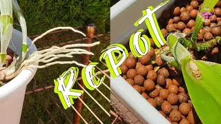 Classic Orchid Repot Session | Cleaning a Dead Root System Tips | Increasing Pot Size #ninjaorchids