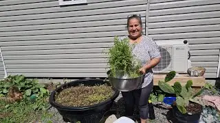 Corte de horegano en USA