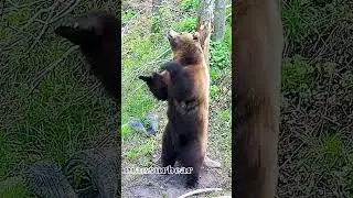 Bear Dance🐻/Bear Mansur