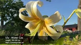 Lily - Mister Cas 4K