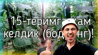 15-теримга ҳам келдик (бодринг)!