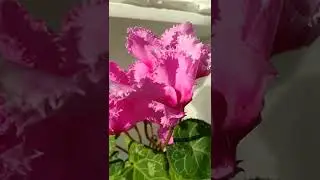 Цикламен сорта Лилу