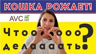 Кошка рожает! Что делать? Советы ветеринарного врача!