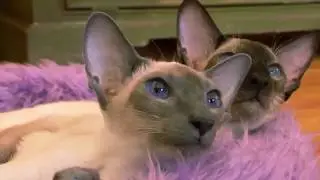 10 ОПАСНЫХ ПОРОД КОШЕК