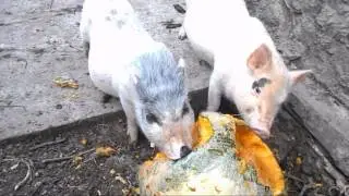 Вьетнамские поросята !!! Или как превратить тыкву в мясо !!!