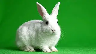 Free Realistic Rabbit (Bunny) Green Screen Footage