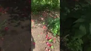 МНОГО ЯБЛОК ПАДАЕТ #яблоки #сад #деревня