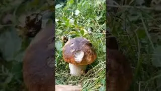 Funghi Porcini /Boletus edulis mushrooms - Masterpieces of nature