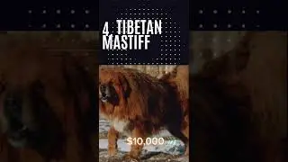 Top 10 most expensive dogs 