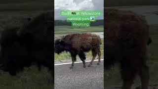 Bison 🦬 at Yellowstone national park 🏞️ Wyoming, USA 🇺🇸.