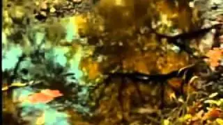 Nicu Alifantis - Emotie de toamna - YouTube.flv