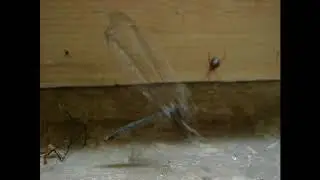 Gus spider keys