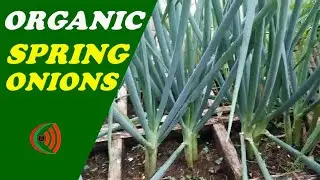 ORGANIC PLANTING OF SPRING ONION IN A BOX