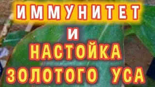 Как Принимать (Пить)  Настойку Золотого Уса для Повышения Иммунитета.
