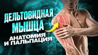 Дельтовидная мышца. Строение, определение границ мышечных пучков, пальпация мест прикрепления мышцы