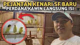 DIKIRA SUDAH PENSIUN TERNAK KENARI⁉️VLOG UPDATE HASIL TERNAK