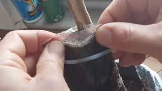 torba yöntemi ile begonvil çoğaltma %100 garantili, 