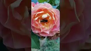 Осенние розы и пчелки. 