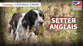 LE SETTER ANGLAIS, UN SPORTIF IDÉAL - Chassons.com x Centrale Canine