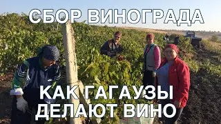 Сбор винограда. Как делают вино гагаузы.