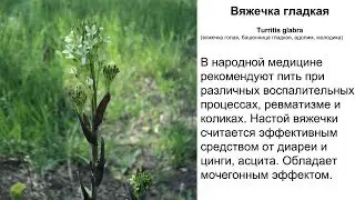 Вяжечка гладкая. Рецепты народной медицины от диареи, асцита, мочегонное.