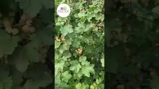 Белая смородина в Питомнике Росток! 🤩
