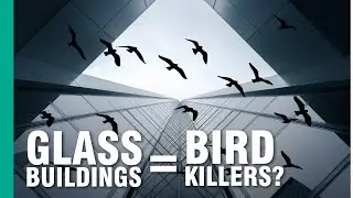 How to Stop Buildings from Killing Birds