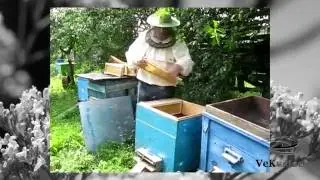 Приглашение на пасеку