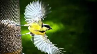 Songbird- Ryan Farish