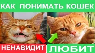 ЯЗЫК КОТОВ. Что хочет кошка и о чем думает. Как понять кота. Биософия кошек.
